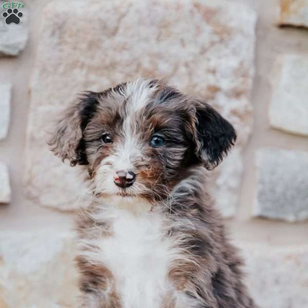 Tinker, Mini Bernedoodle Puppy