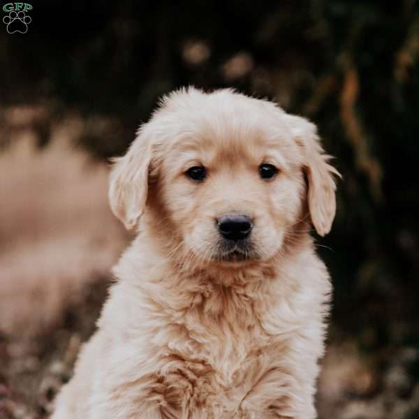 Tito, Golden Retriever Puppy