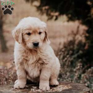 Tito, Golden Retriever Puppy