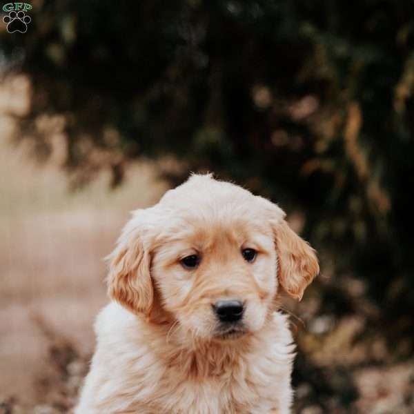 Tori, Golden Retriever Puppy