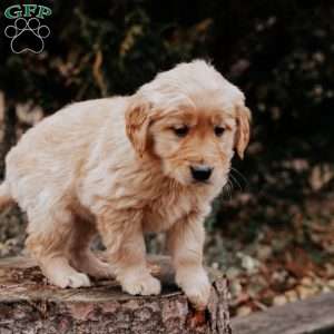 Tori, Golden Retriever Puppy