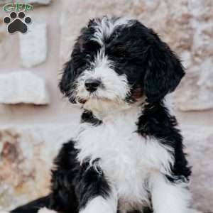 Trisha, Mini Bernedoodle Puppy