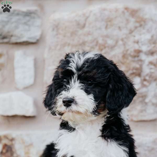 Trisha, Mini Bernedoodle Puppy