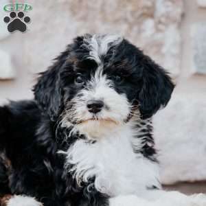 Trisha, Mini Bernedoodle Puppy