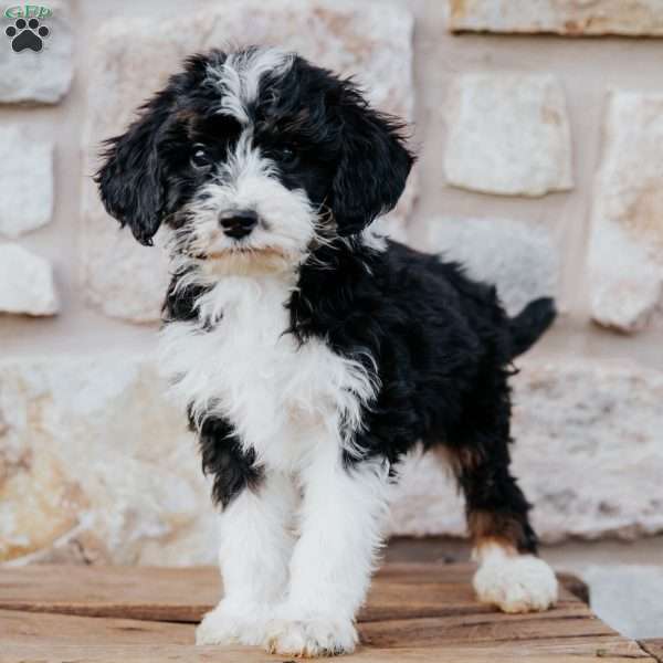 Trisha, Mini Bernedoodle Puppy