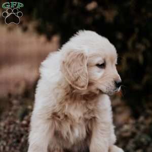 Tumble, Golden Retriever Puppy