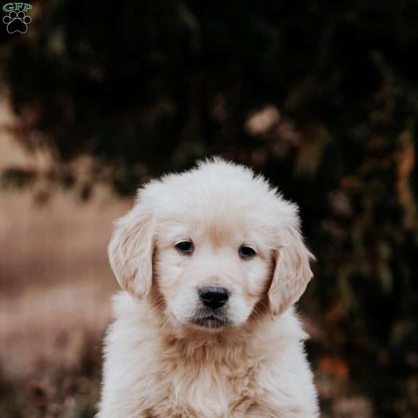 Tumble, Golden Retriever Puppy