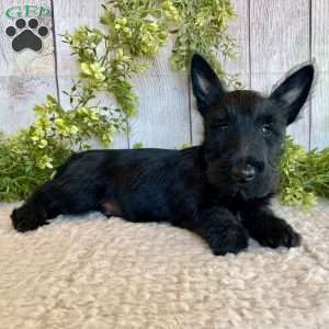 Victor, Scottish Terrier Puppy