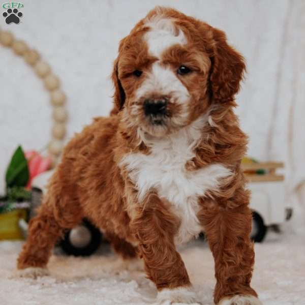 Whisper, Mini Goldendoodle Puppy