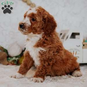 Whisper, Mini Goldendoodle Puppy