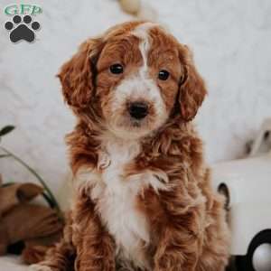 Winnie, Mini Goldendoodle Puppy