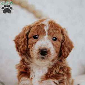 Winnie, Mini Goldendoodle Puppy