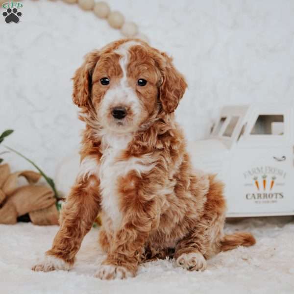 Winnie, Mini Goldendoodle Puppy