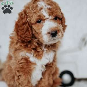 Wyatt, Mini Goldendoodle Puppy