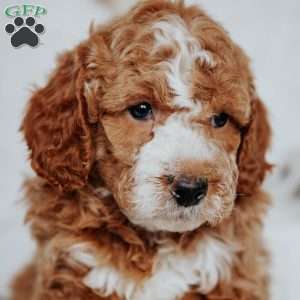 Wyatt, Mini Goldendoodle Puppy