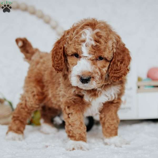 Wyatt, Mini Goldendoodle Puppy