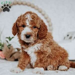 Wyatt, Mini Goldendoodle Puppy