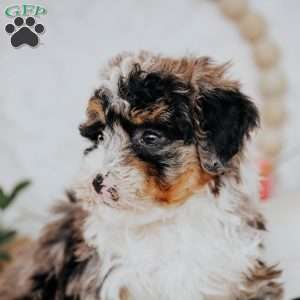 Zack (Micro Mini), Mini Bernedoodle Puppy