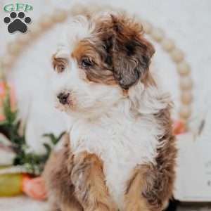 Zander (Micro), Mini Bernedoodle Puppy