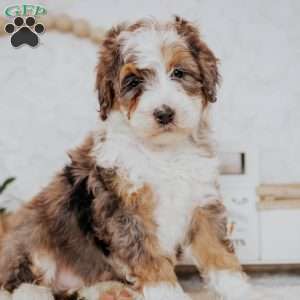 Zander (Micro), Mini Bernedoodle Puppy