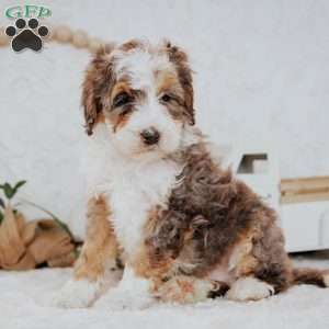 Zander (Micro), Mini Bernedoodle Puppy
