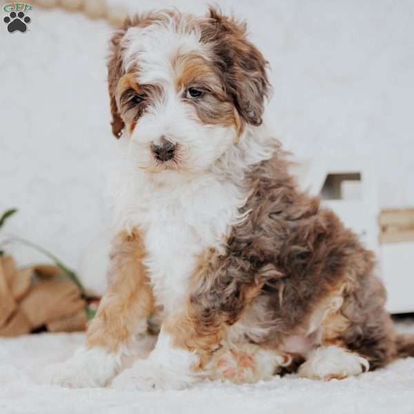 Zander (Micro), Mini Bernedoodle Puppy