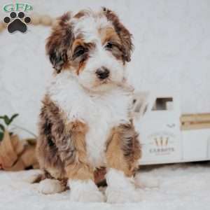 Zander (Micro), Mini Bernedoodle Puppy