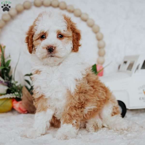Zuri, Mini Bernedoodle Puppy