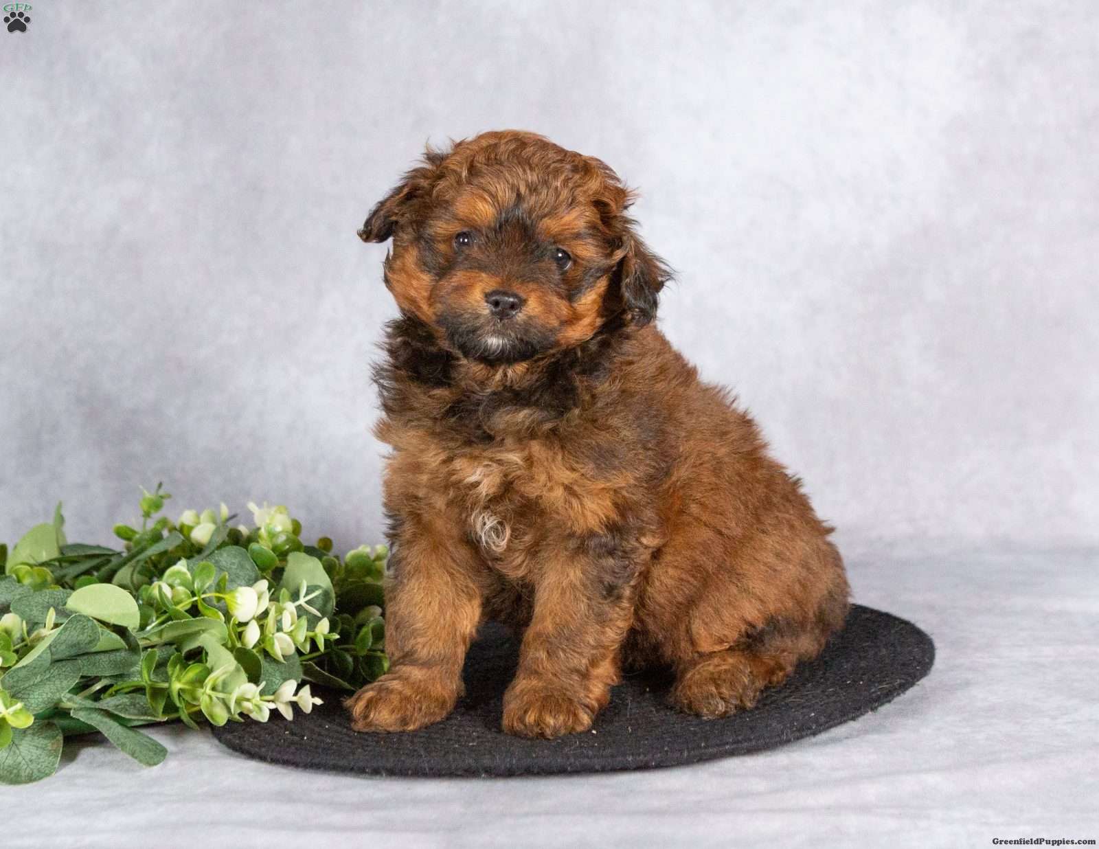 Pomapoo For Sale Bear - Pomapoo Puppy For Sale in Pennsylvania