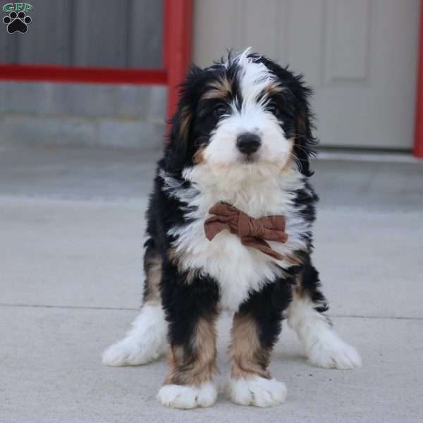 Earl, Mini Bernedoodle Puppy