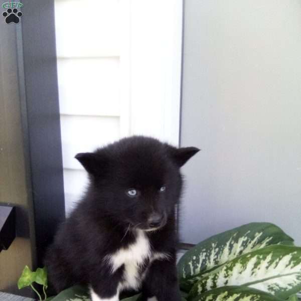 Ave, Pomsky Puppy