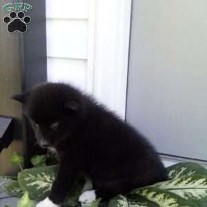 Ave, Pomsky Puppy