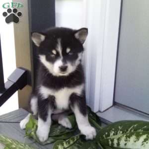 Alice, Pomsky Puppy