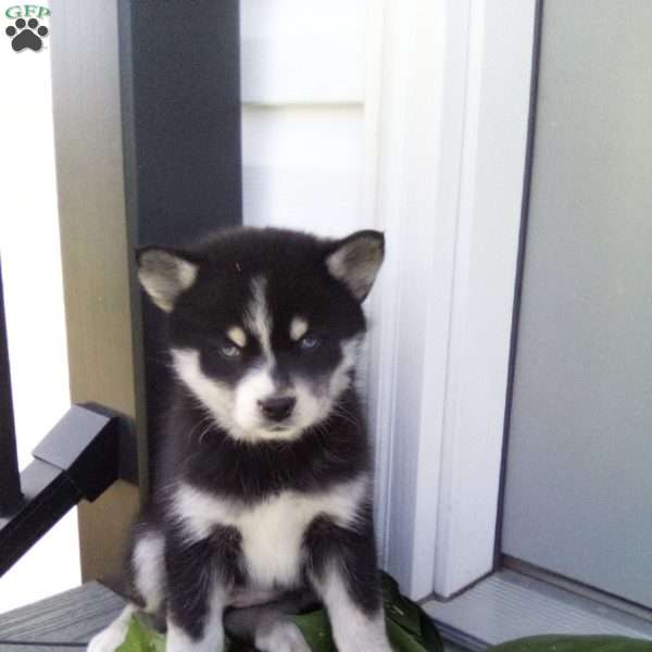 Alice, Pomsky Puppy