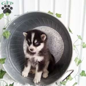 Annie, Pomsky Puppy
