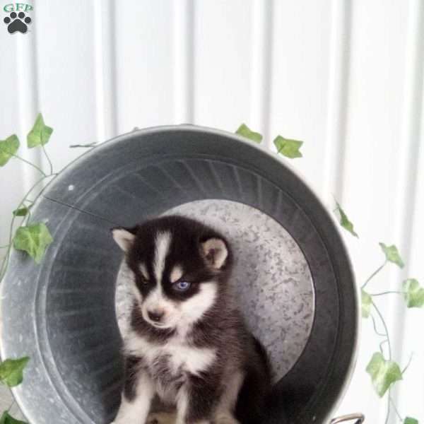 Annie, Pomsky Puppy