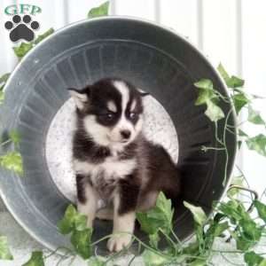 Annie, Pomsky Puppy