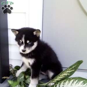 Alice, Pomsky Puppy