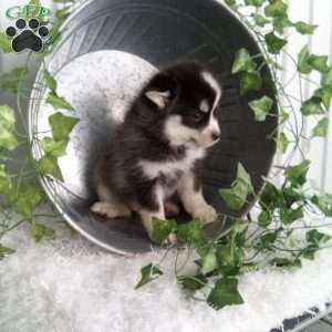 Annie, Pomsky Puppy