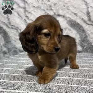 Addy-mini, Dachshund Puppy