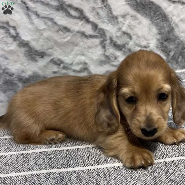 Fletcher-mini, Dachshund Puppy