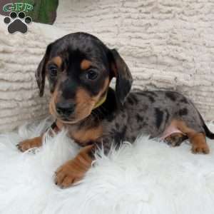 Midnight, Dachshund Puppy