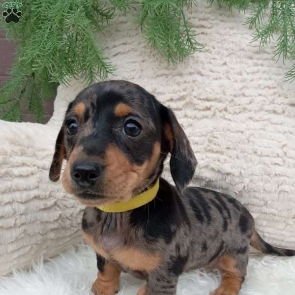 Midnight, Dachshund Puppy