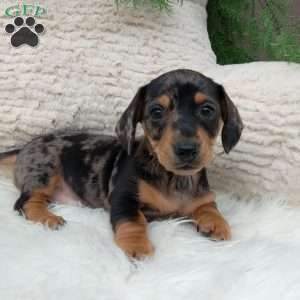 Midnight, Dachshund Puppy