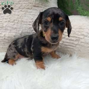 Midnight, Dachshund Puppy