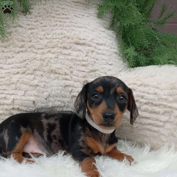 Mia, Dachshund Puppy