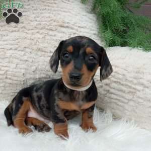 Mia, Dachshund Puppy