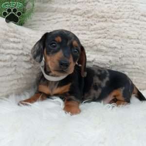 Mia, Dachshund Puppy