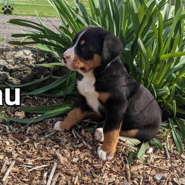 Beau, Greater Swiss Mountain Dog Puppy
