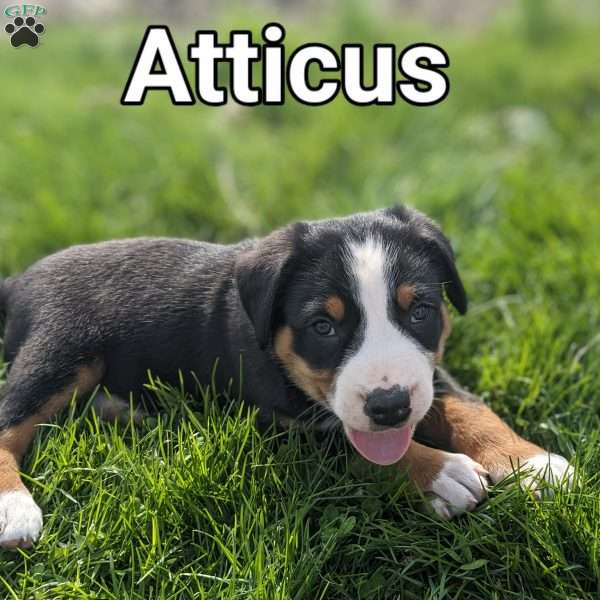 Atticus, Greater Swiss Mountain Dog Puppy